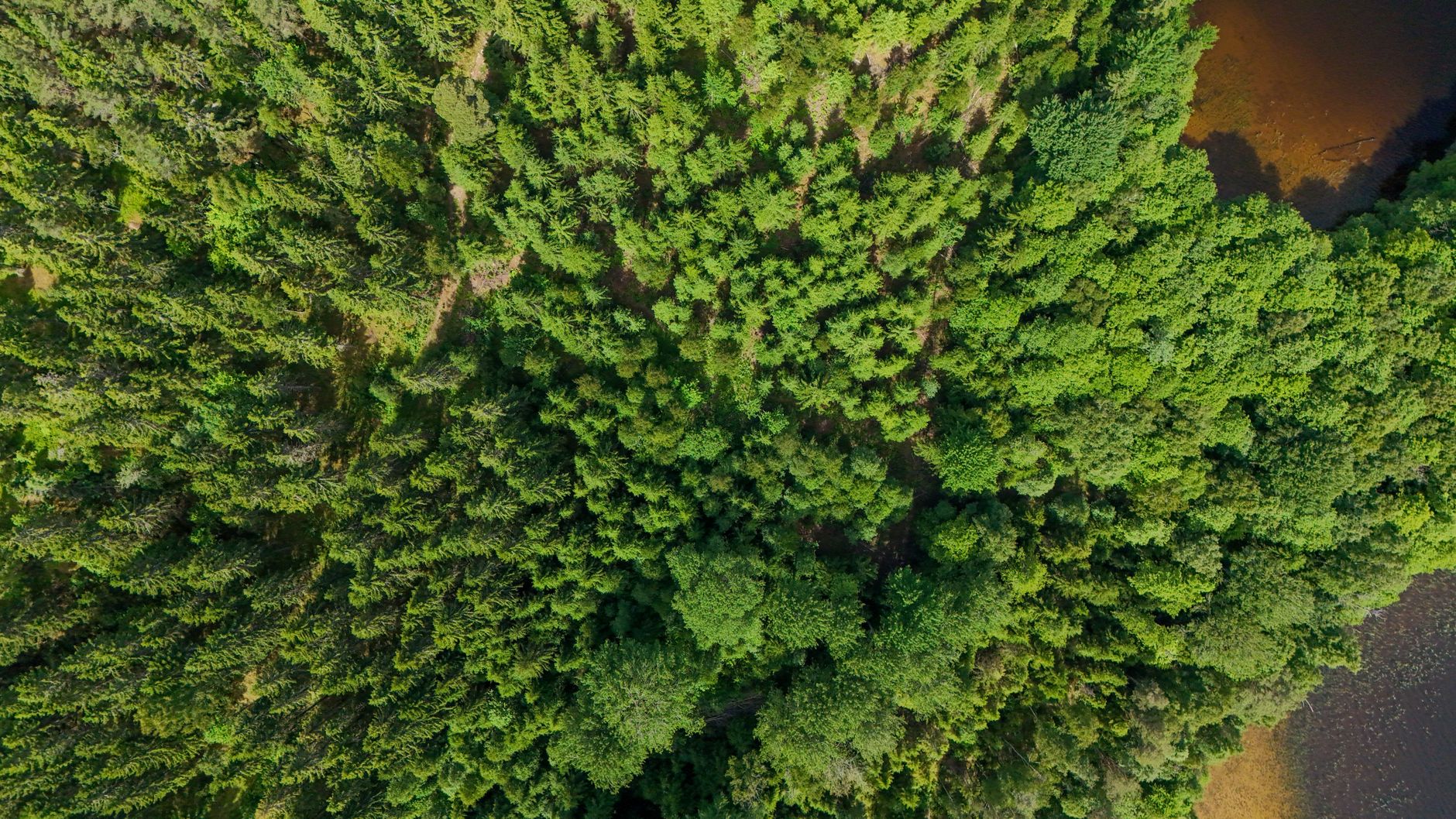 TNFD Status Report 2026: Nature-related disclosures double to reach over 1,000 organisations worldwide